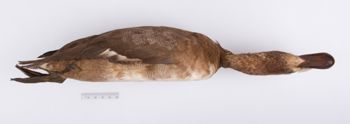 Media type: image;   Ornithology 204023